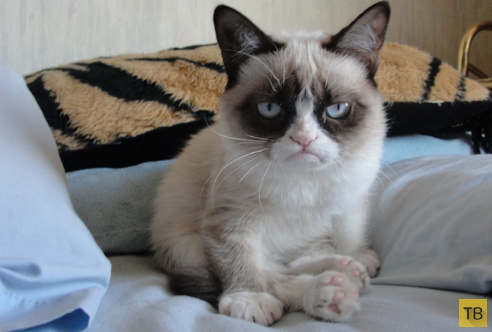      - Grumpy Cat (11 )