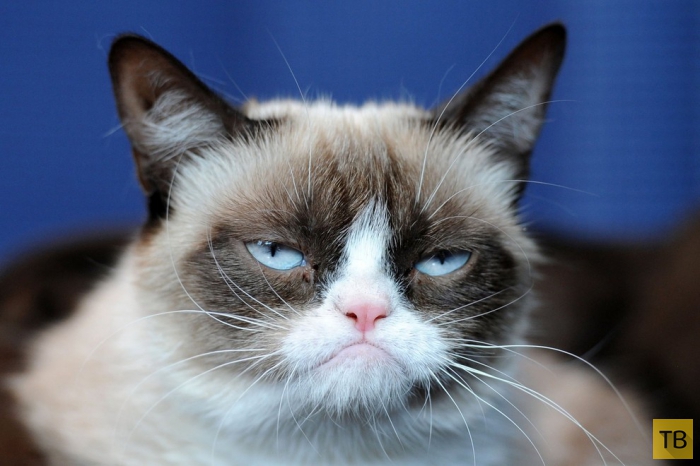      - Grumpy Cat (11 )