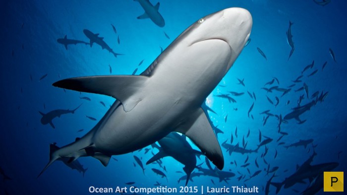    Ocean Art Underwater Photo Competition 2015 (13 )
