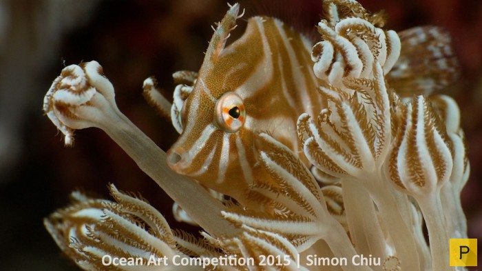     Ocean Art Underwater Photo Competition 2015 (13 )
