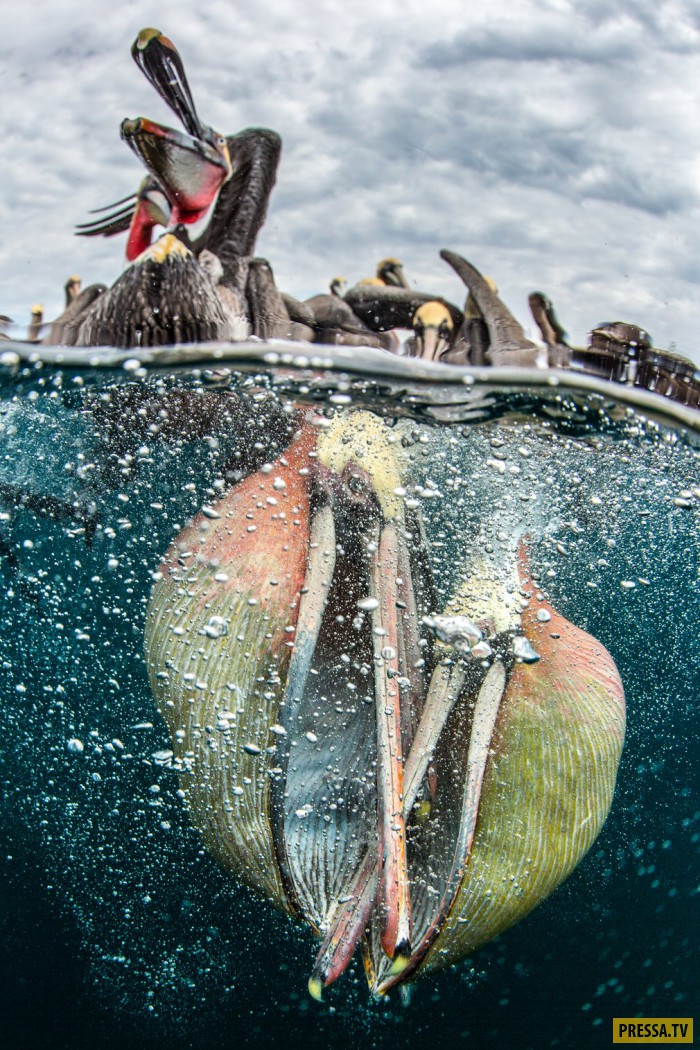       Underwater Photographer of the Year (29 )