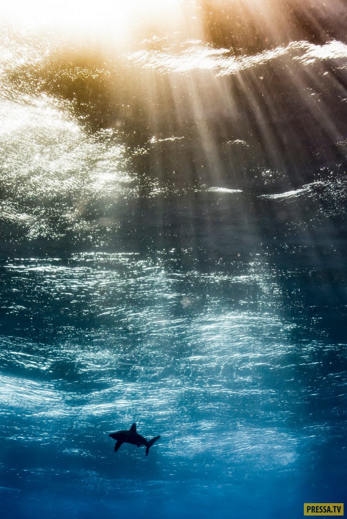       Underwater Photographer of the Year (29 )