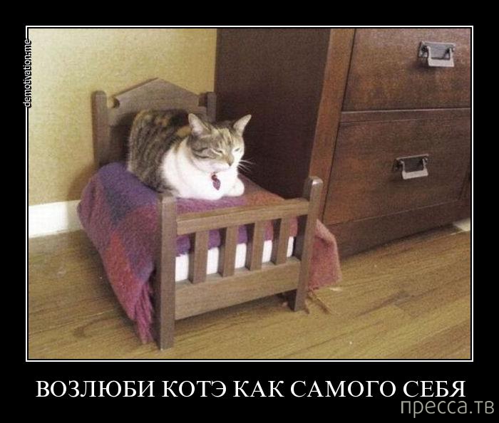 Котик В Кроватке Картинки