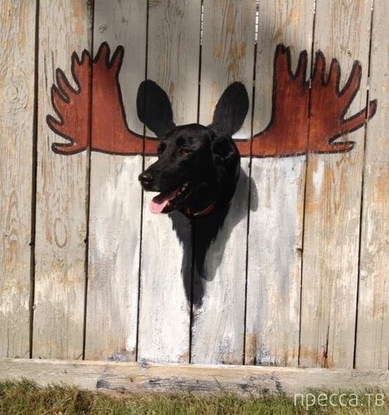Дырка в заборе для собаки фото