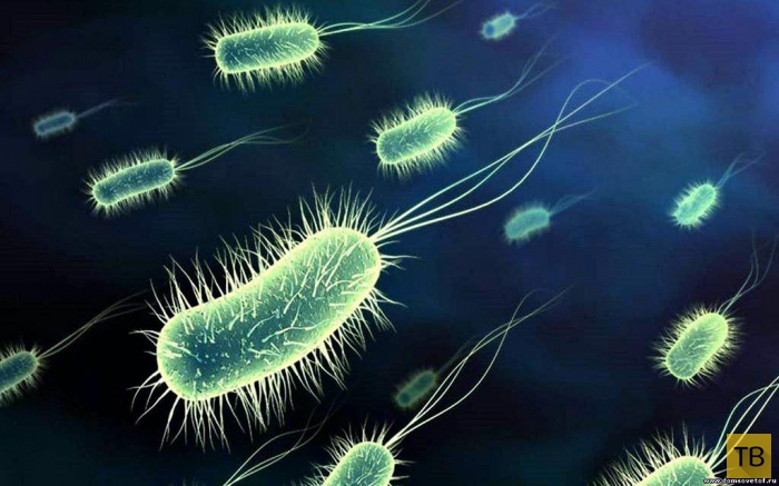 Где обитают опасные вирусы и бактерии (13 фото)