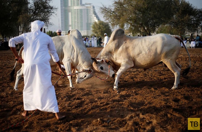 Как проходит коррида в Объединенных Арабских Эмиратах (19 фото)