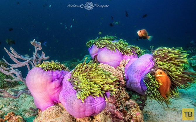 Побег из офиса в яркий мир коралловых рифов (20 фото)