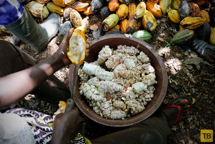 Как женщины Кот-д’Ивуара выращивают какао (12 фото)
