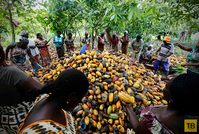 Как женщины Кот-д’Ивуара выращивают какао (12 фото)
