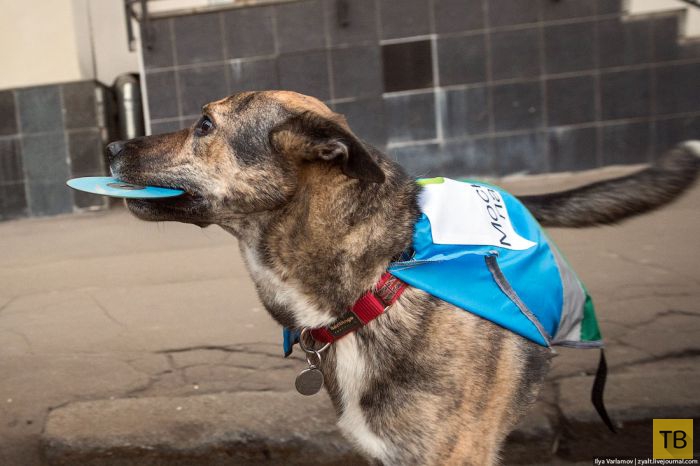 Собаки в помощь парковочной полиции (24 фото)