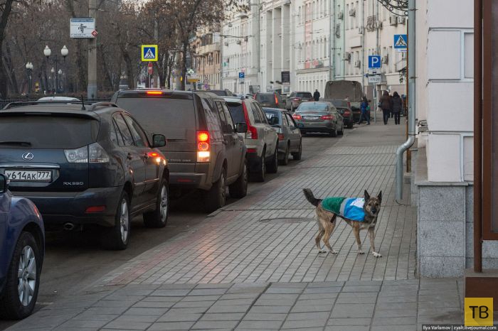 Собаки в помощь парковочной полиции (24 фото)