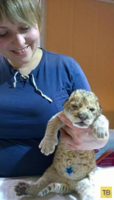 В Иркутске родилась пара львят (6 фото)