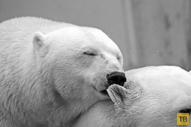 Интересные факты о белых медведях (5 фото)