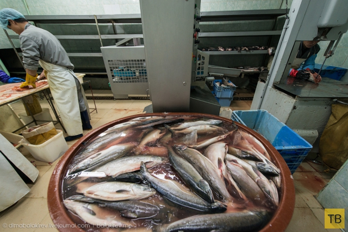 Экскурсия на рыбный завод в Магадане (38 фото)