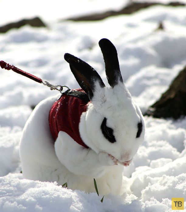 Милые животные впервые в жизни видят снег (37 фото)