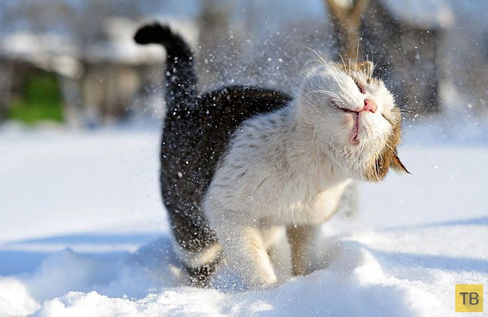 Милые животные впервые в жизни видят снег (37 фото)
