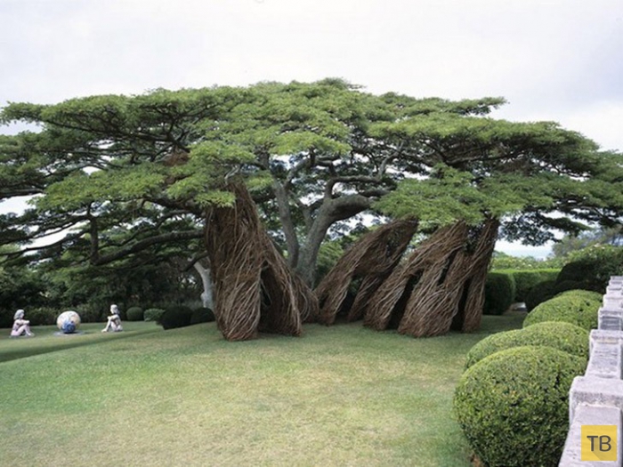 Необычные сооружения в деревьях (12 фото)