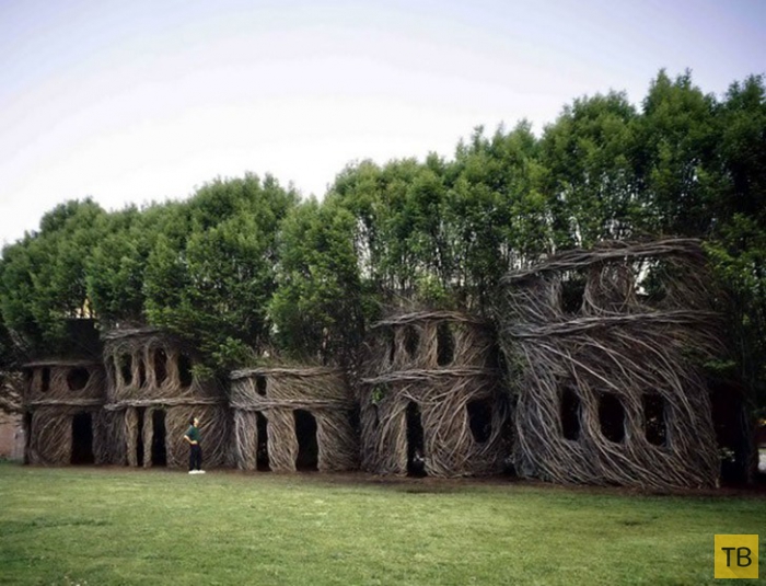 Необычные сооружения в деревьях (12 фото)