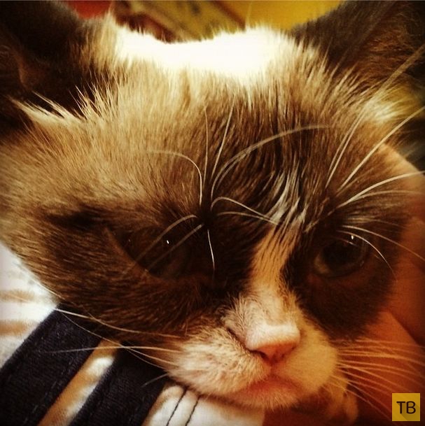 Grumpy Cat заработала 100 миллионов за 2 года (20 фото)