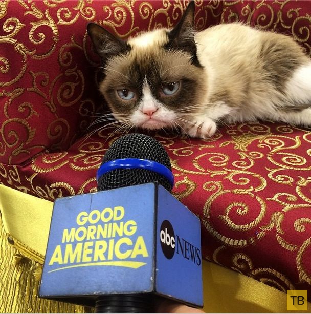 Grumpy Cat заработала 100 миллионов за 2 года (20 фото)
