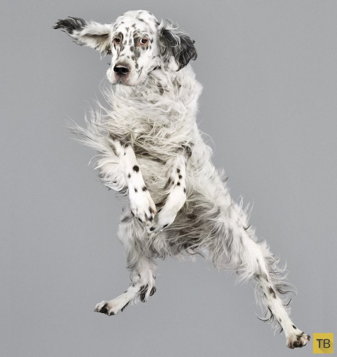 Очаровательные летающие собаки (15 фото)