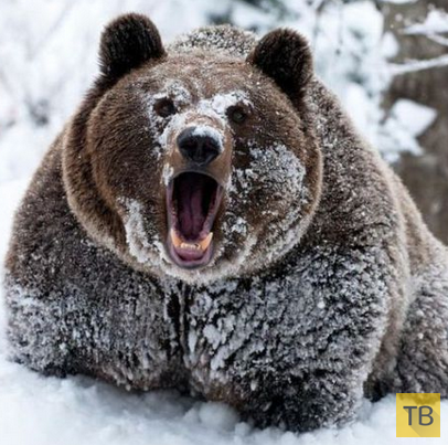 Добро пожаловать в край бурых медведей!
