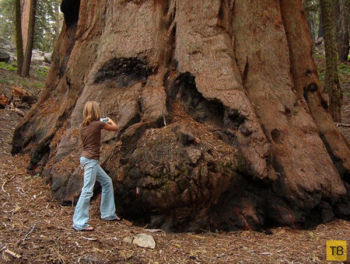 Гигантская секвойя в Калифорнии - самое большое дерево на планете (5 фото)