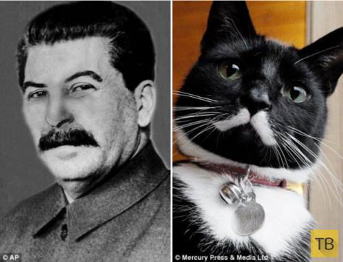Новая звезда Интернета - Кот Мяосиф Сталин (5 фото)