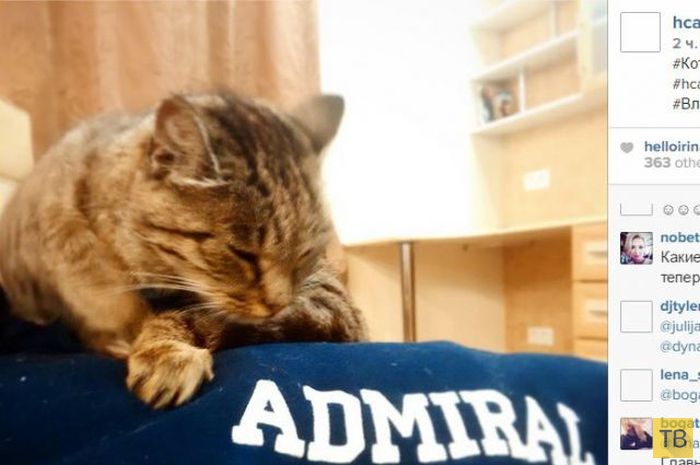 Кошка-воришка из аэропорта Владивостока станет талисманом ХК «Адмирал» (7 фото)