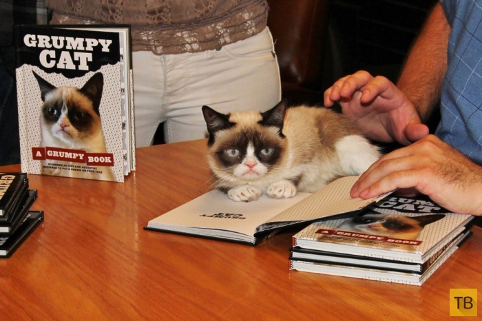 Секреты успеха самого угрюмого кота - Grumpy Cat (11 фото)