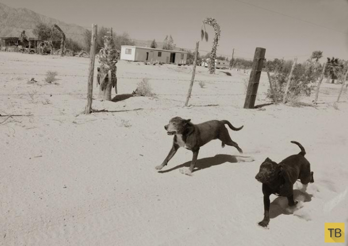 Бездомные собаки в фотографиях Траера Скотта (9 фото)