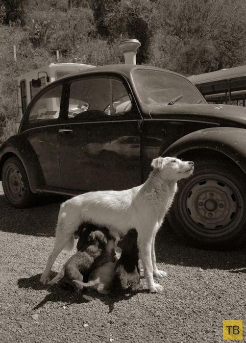 Бездомные собаки в фотографиях Траера Скотта (9 фото)