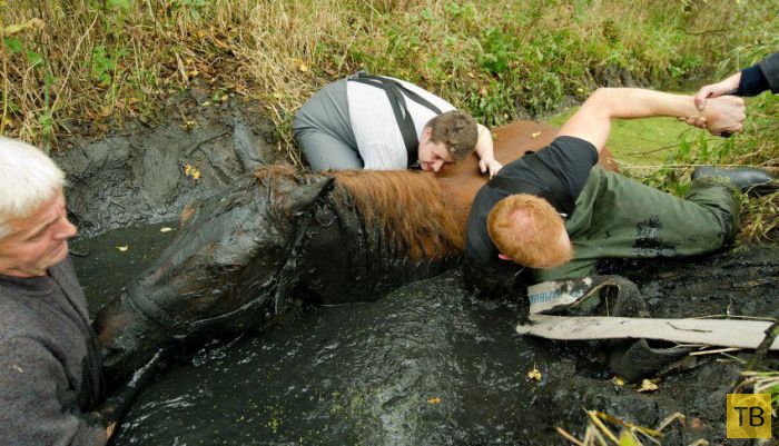 Как люди спасли лошадь (7 фото)