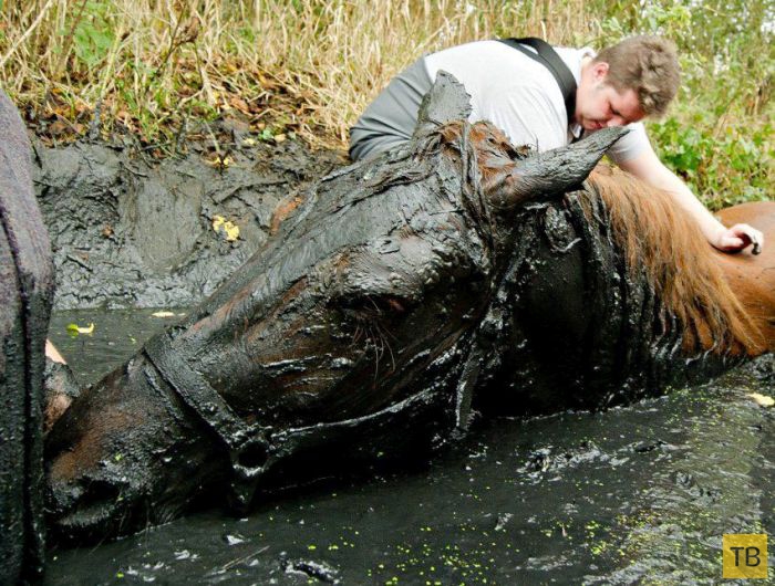 Как люди спасли лошадь (7 фото)