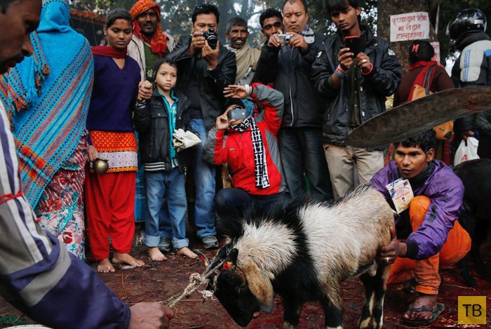 Непальский фестиваль Гадимаи - мероприятие, о котором не пишут СМИ (34 фото)