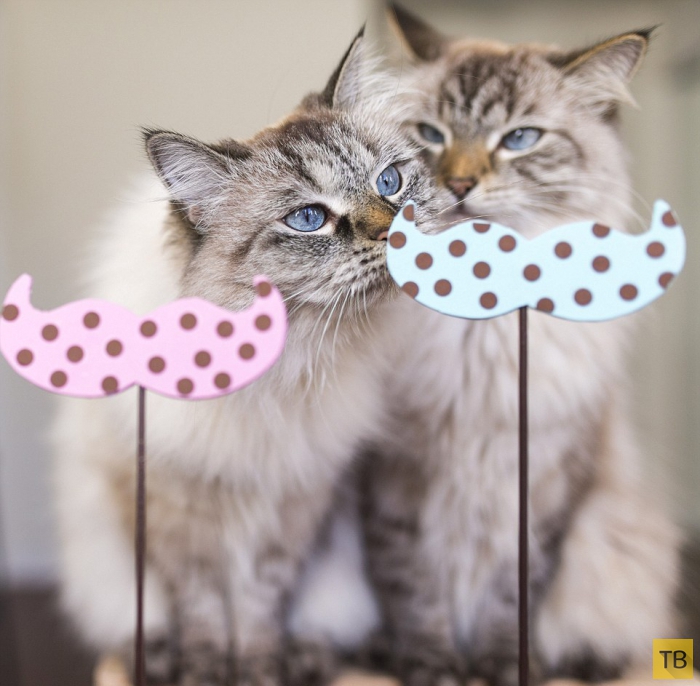 Сибирские кошки Алиса и Финнеган - звезды Интернета (15 фото)