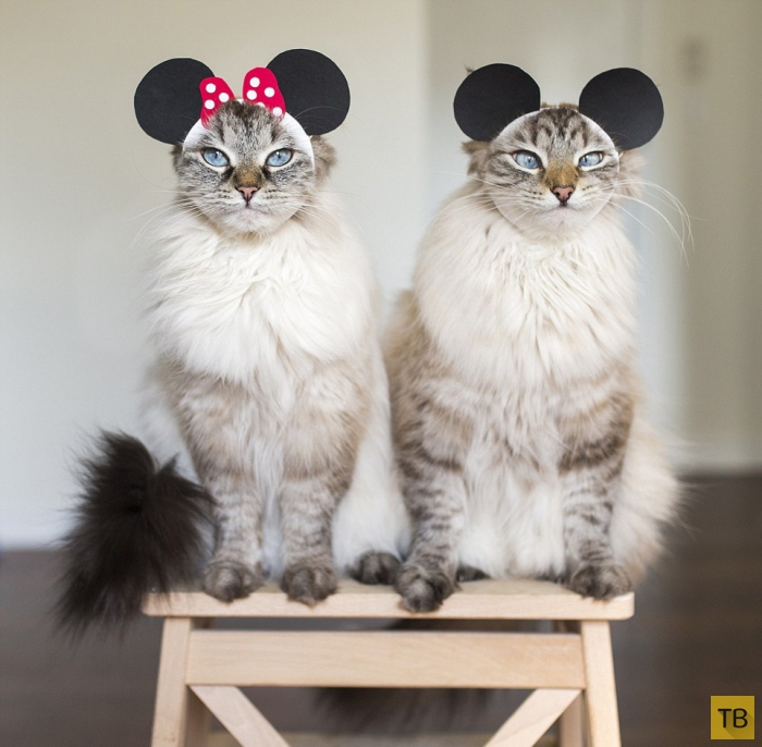 Сибирские кошки Алиса и Финнеган - звезды Интернета (15 фото)
