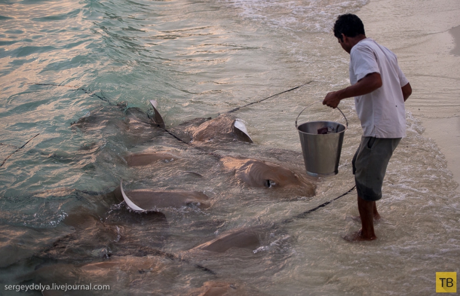 Как кормят скатов на Мальдивах (29 фото)