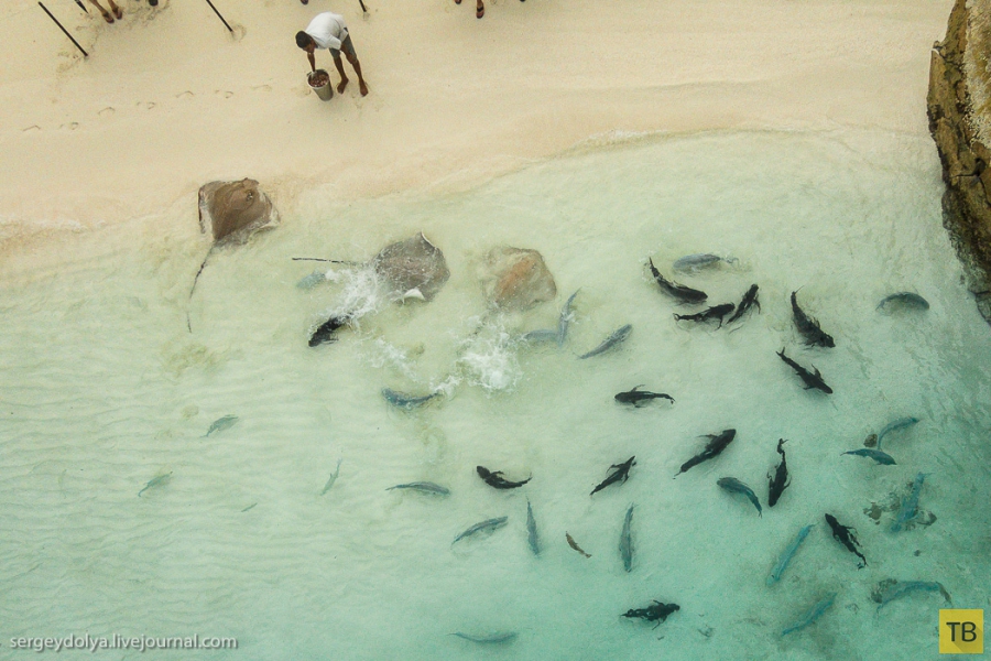 Как кормят скатов на Мальдивах (29 фото)