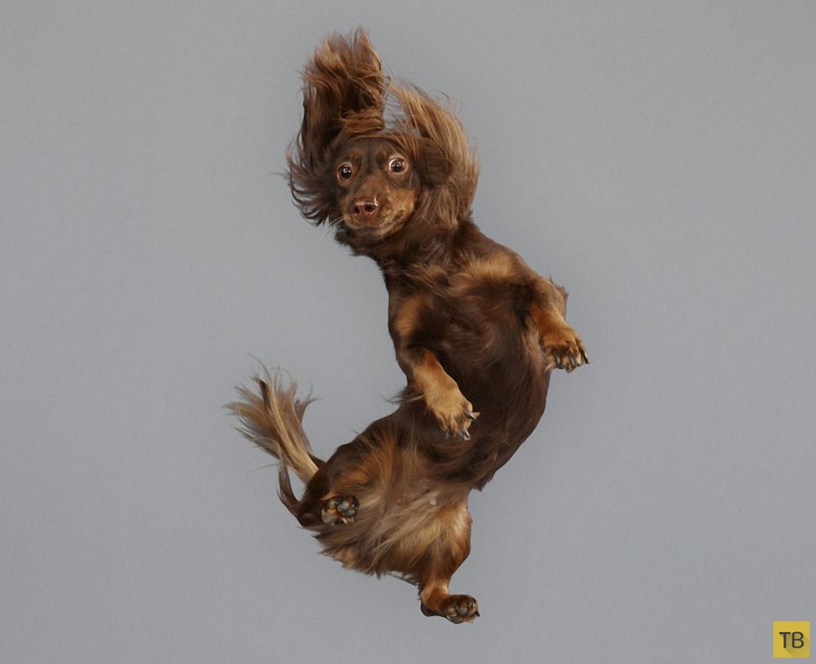 Очаровательные летающие собаки (15 фото)