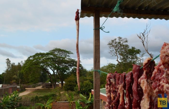 Необычное использование бычьих пенисов жителями Мадагаскара (6 фото)