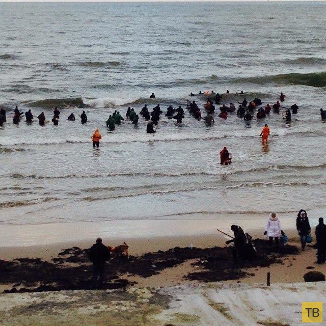Шторм в Калининградской области выбросил на берег песок с янтарем (4 фото + видео)