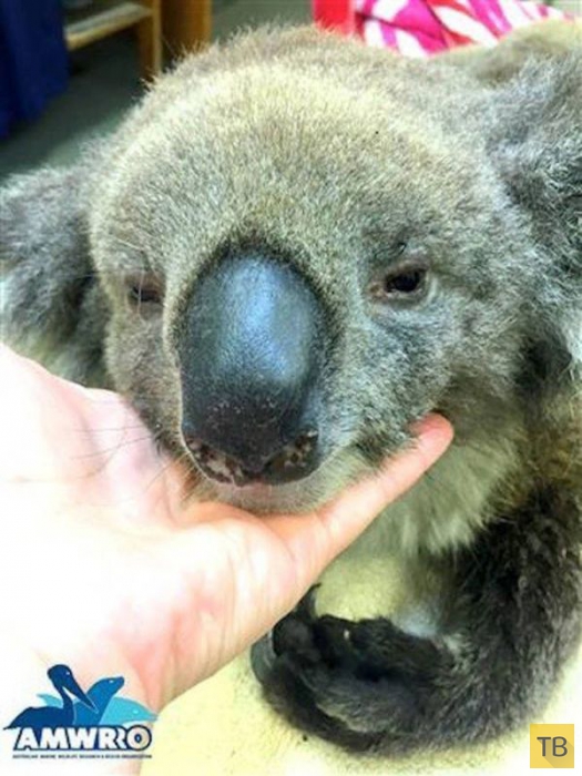 Зоозащитники Южной Австралии спасают коал, получивших ожоги во время лесных пожаров (7 фото)