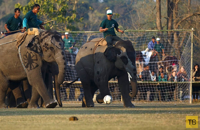 Ежегодный фестиваль слонов в Непале (24 фото)