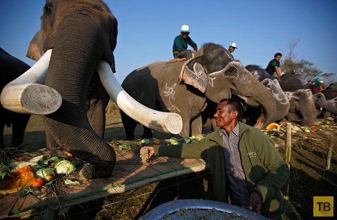 Ежегодный фестиваль слонов в Непале (24 фото)