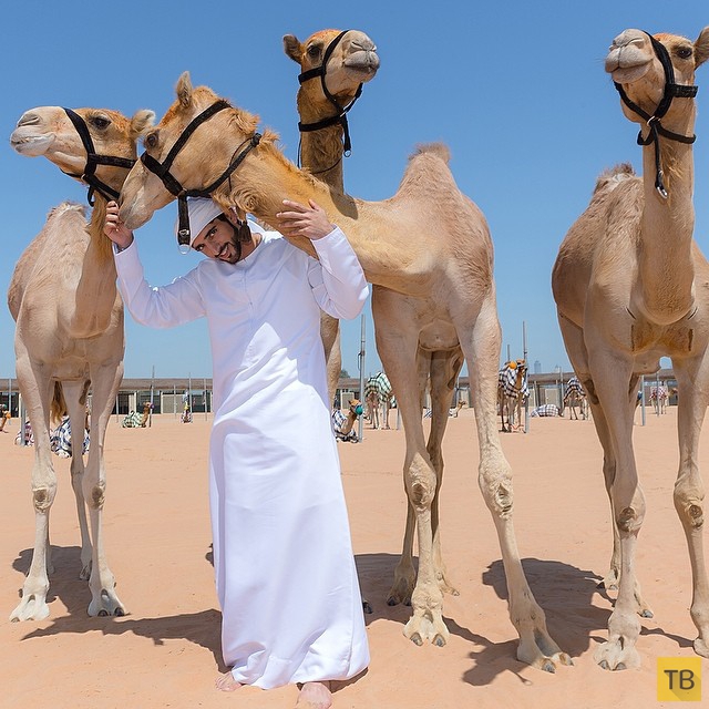 Instagram 32-летнего принца Дубаи (49 фото)