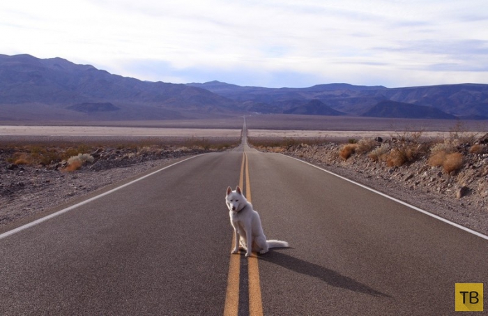 Путешественник с собакой из США (31 фото)