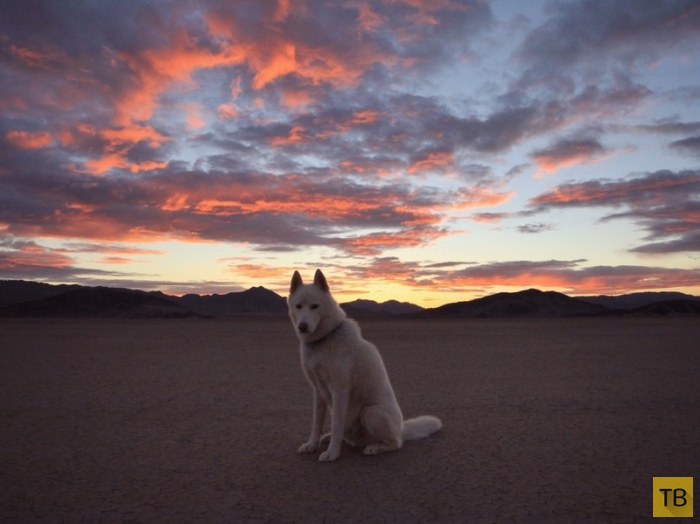 Путешественник с собакой из США (31 фото)