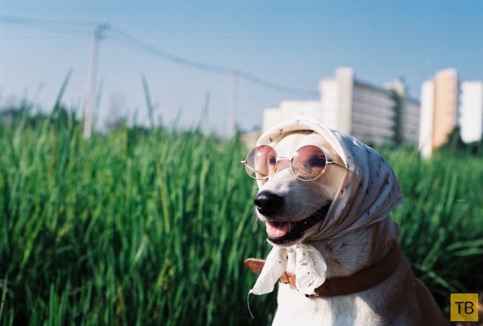 Глута (Gluta) - собака, победившая рак (15 фото)