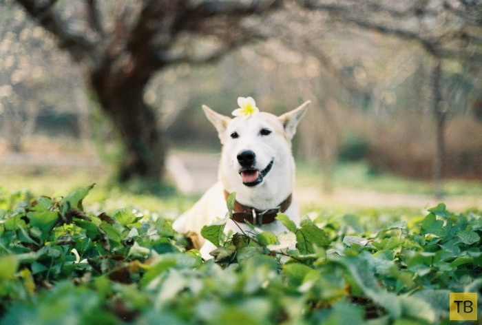Глута (Gluta) - собака, победившая рак (15 фото)